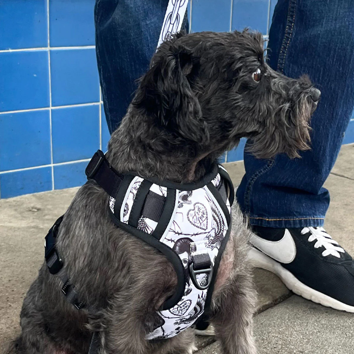 Party Animal x Tim Hendricks Dog Harness - Black/White - Image 3